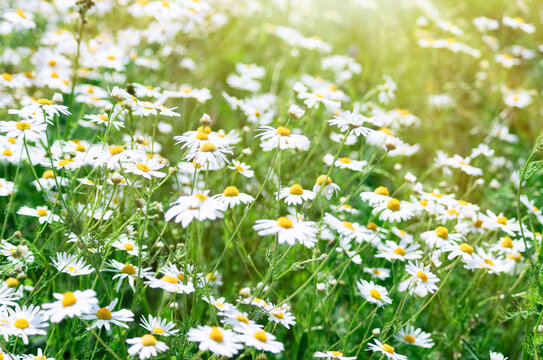 Floral summer background of field chamomile flowers. Wild flowers field. Blurred image. Selective focus.