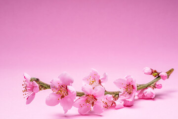 Obraz na płótnie Canvas Blooming peach branch on pink background. Symbol of life beginning and the awakening of nature.