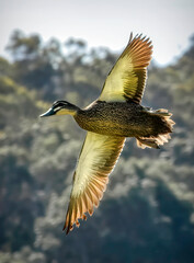 Pacific Black Duck, Anas superciliosa, in flight