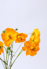 Fresh summer bouquet of orange cosmos flowers on white background. Floral home decor. Selective focus. Close-up.