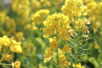 菜の花 花畑 花 黄色 美しい きれい かわいい 淡い 春 イエロー 穏やか