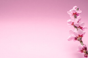 Blooming peach branch on pink background.  Symbol of life beginning and the awakening of nature.