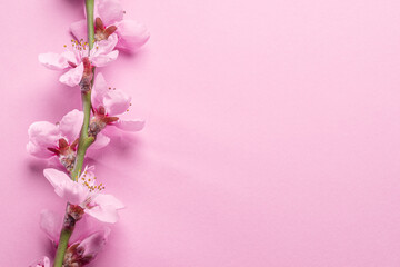Blooming peach branch on pink background. Symbol of life beginning and the awakening of nature.