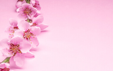 Fototapeta na wymiar Blooming peach branch on pink background. Symbol of life beginning and the awakening of nature.