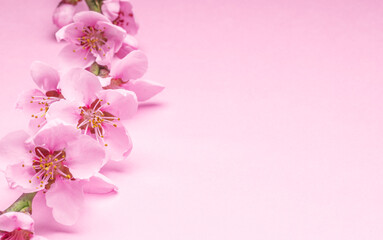 Blooming peach branch on pink background.  Symbol of life beginning and the awakening of nature.