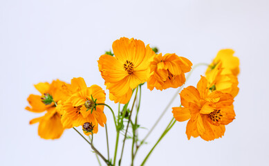 Fresh summer bouquet of orange cosmos flowers on white background. Floral home decor. Selective focus. Close-up.