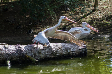 Large pelican at a lake