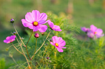Fototapeta premium Beautiful cosmos flowers close-up. Summer floral background. Cosmos flowers background.