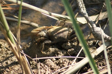 Crab