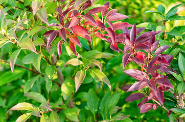 Green and red forsythia leaves. Beautiful natural background from leaves. Close-up.