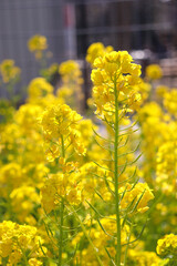 菜の花 菜花 黄色 花畑 美しい 満開 花びら かわいい 淡い 優美 可憐