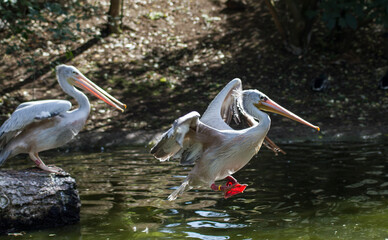 Large pelican at a lake