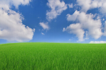 Fototapeta na wymiar Green meadows with blue sky and clouds background.