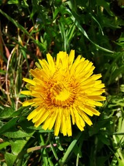 yellow dandelion flower