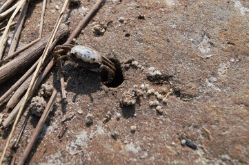 Crab