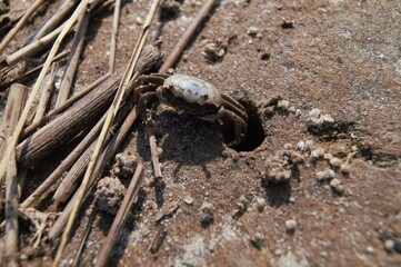 Crab
