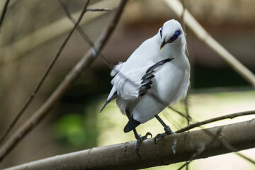 Pretty bird sitting in a branch
