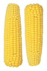 Cooked corn cob sweetcorn isolated on white