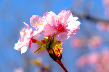 サクラ 桜 さくら 春 ピンク 花見 満開 美しい きれい かわいい 入学 卒業