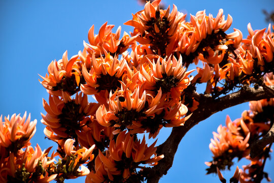 「Palash」の画像 9,503 件の Stock 写真、ベクターおよびビデオ Adobe Stock