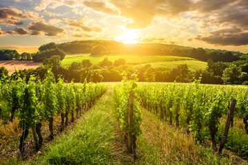 Fototapeta na wymiar Beautiful vineyard at sunset. Travel around Tuscany, Italy.