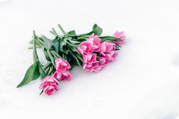 Close-up of pink tulips. The theme of the spring time.