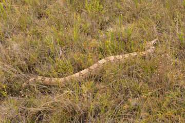 Boa constrictor close to Itacambira in Minas Gerais, Brazil