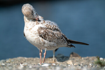 Seagull bird or seabird standing feet on sea beach