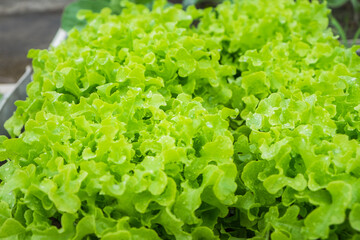 Fresh organic green oak lettuce growing on a natural farm. Photosynthesis salad vegetables on the soil in the plantation. chlorophyll leaf bio concept.