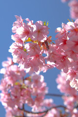 サクラ 満開 ピンク 美しい かわいい 入学 卒業 青空 美しい きれい