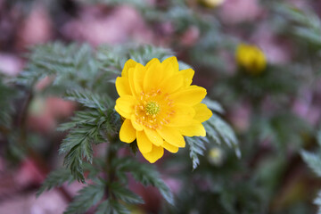 フクジュソウの花