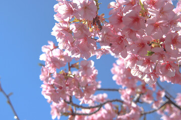 サクラ 満開 桜 さくら 春 ピンク 花見 美しい きれい かわいい 春 