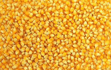 Sweet corn. Corn closeup seamless background.