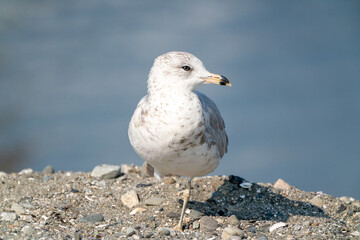 Seagull bird or seabird standing feet on sea beach