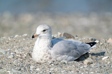 Seagull bird or seabird standing feet on sea beach