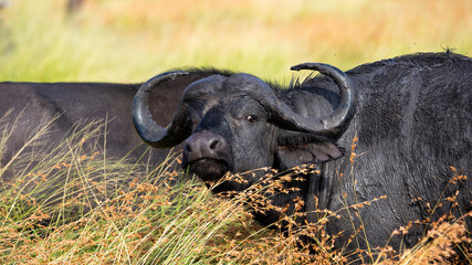 A big bull african buffalo in the wild