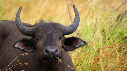 Young African buffalo calf in grass