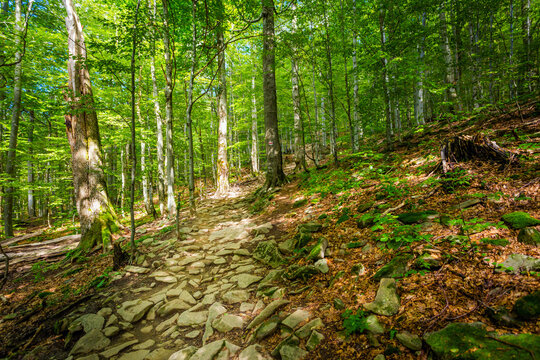 Polonina Carynska path in Bieszczady