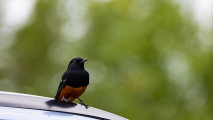 a mocking cliff chat male