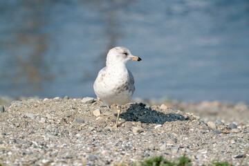 Seagull bird or seabird standing feet on sea beach