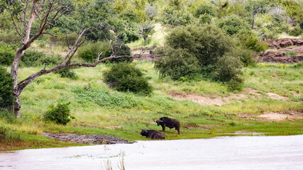 Two buffalo on the river bank