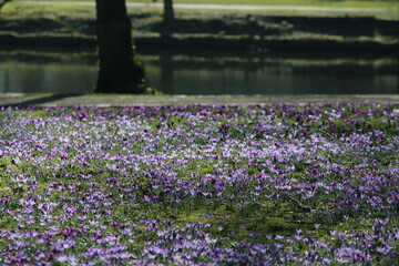 Crocus carpet on a meadow in the park