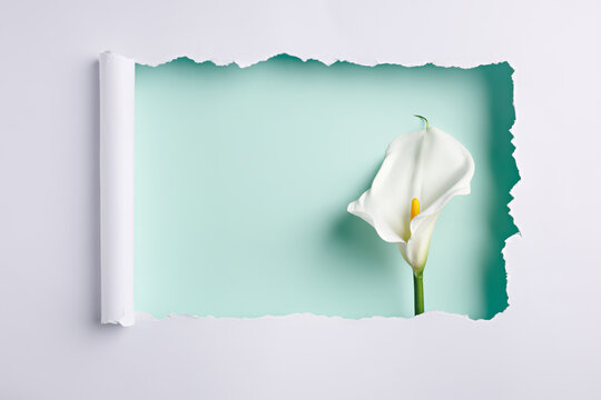 White torn paper revealing calla lily flower on pastel turquoise background. Minimal floral concept with copy space for text or message. Spring, Women's Day, Valentine, wedding or birthday layout.