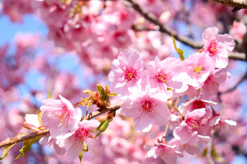 Fototapeta na wymiar 桜 サクラ 満開 ピンク 淡い 花見 美しい かわいい 綺麗 花見 暖かい