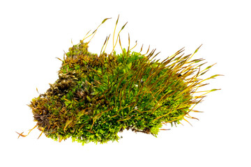 green moss on a white isolated background