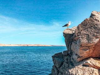 Fototapeta na wymiar seagull on the rocks along the croatian coast