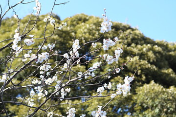 梅の花