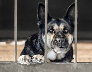 An angry dog guards the house behind a metal fence.