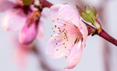 Fototapeta premium Close-up of pink flowers on a peach