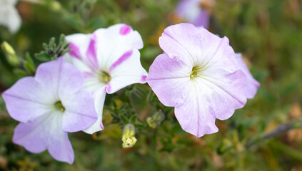 Purple flowers in nature as a background.